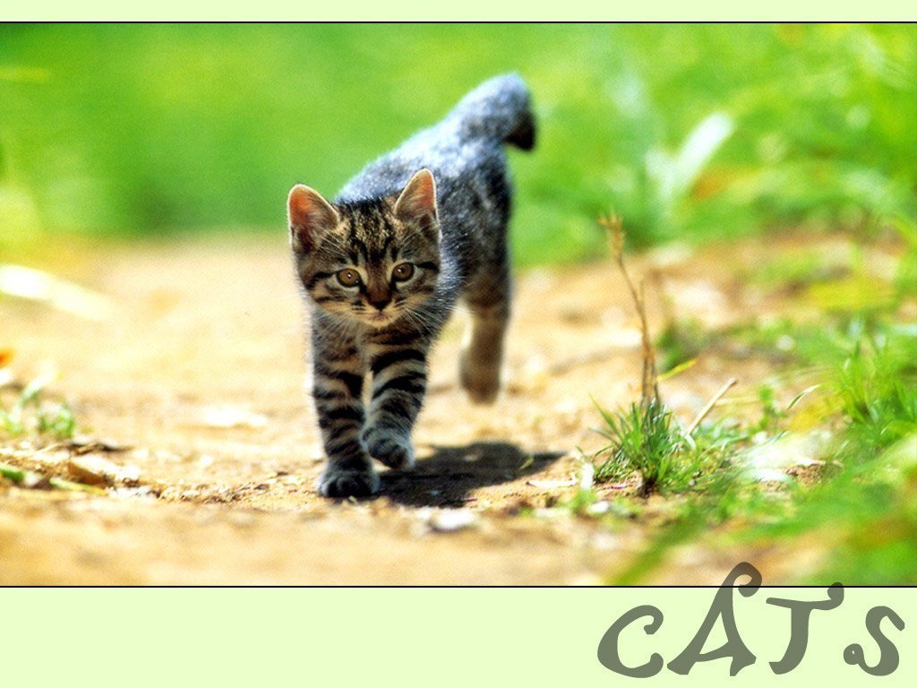 Chats - 129